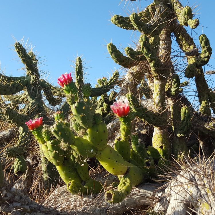 Flora exótica invasora en Lanzarote – Club Producto Turístico